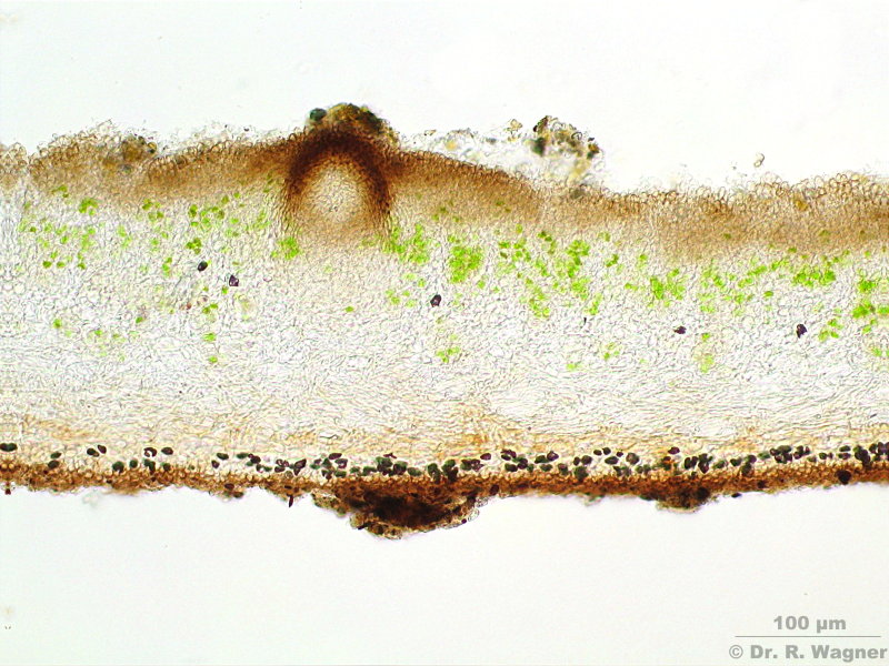 Dermatocarpon miniatum #1086