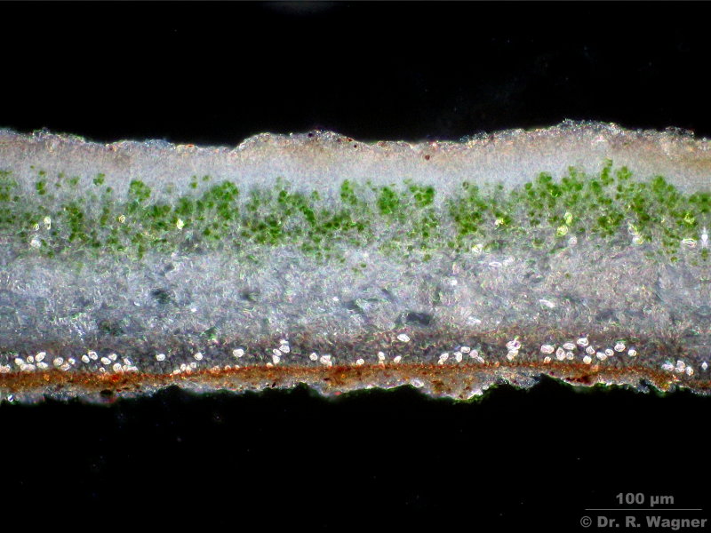 Dermatocarpon miniatum #1088