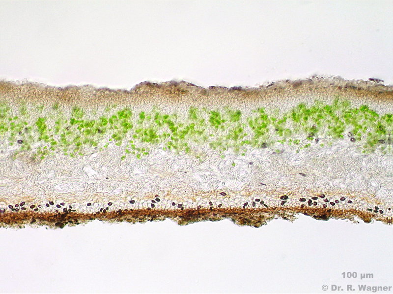 Dermatocarpon miniatum #1089