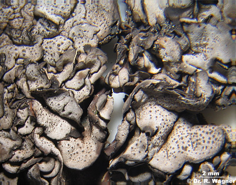 Dermatocarpon miniatum #1090