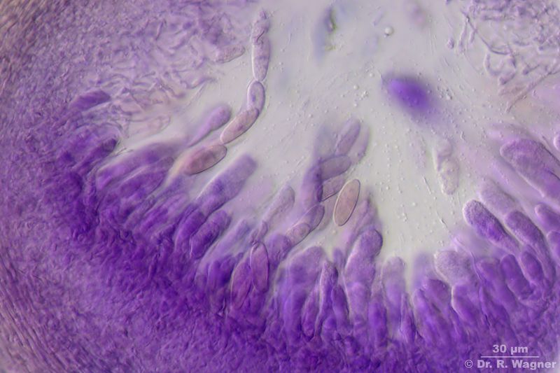 Dermatocarpon rivulorum #40627