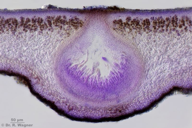 Dermatocarpon rivulorum #40625