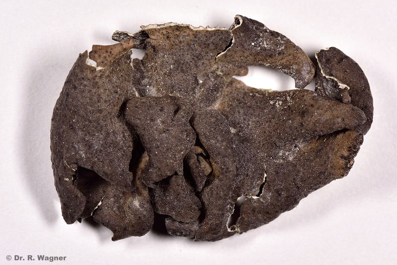 Dermatocarpon rivulorum #40622