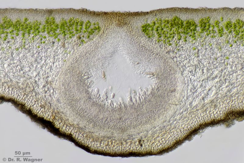 Dermatocarpon rivulorum #40624