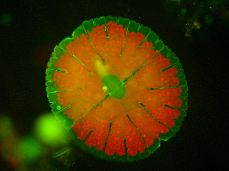 Desmidiées en epifluorecense #15957