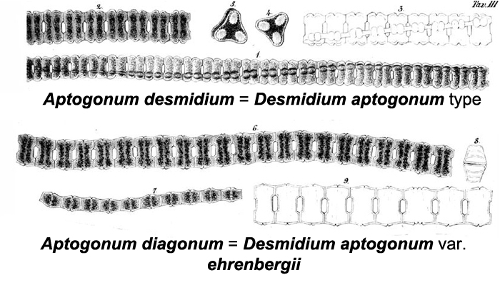 Desmidium aptogonum Kütz. #77354