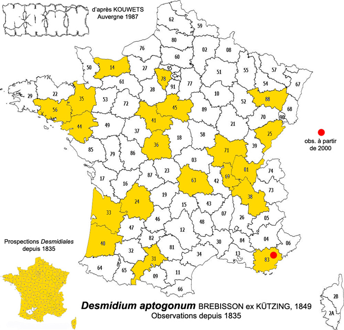 Desmidium aptogonum Kütz. #77356