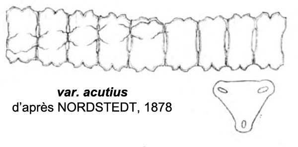 Desmidium aptogonum Kütz. #77355