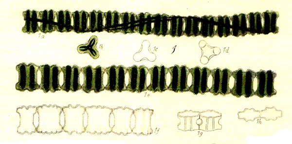 Desmidium aptogonum Kütz. #77357