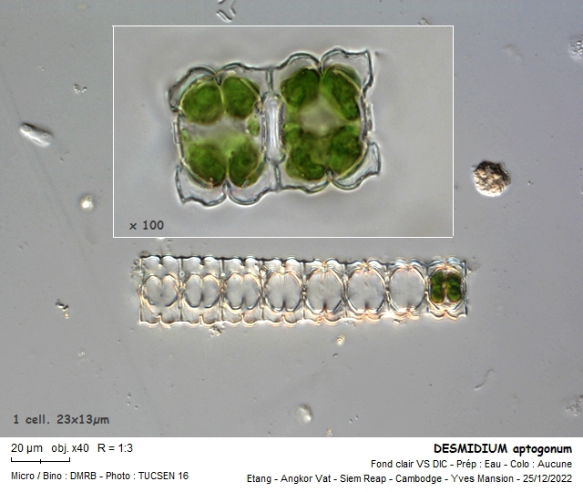 DESMIDIUM aptogonum #73215