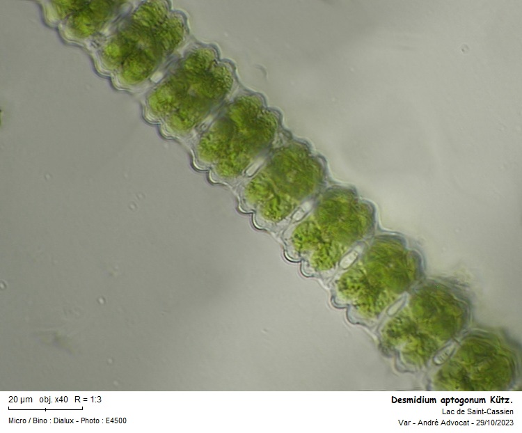 Desmidium aptogonum Kütz. #77270