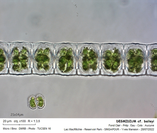 DESMIDIUM cf. bayleyii #71500