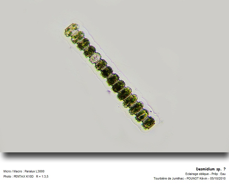Desmidium grevillei #71286