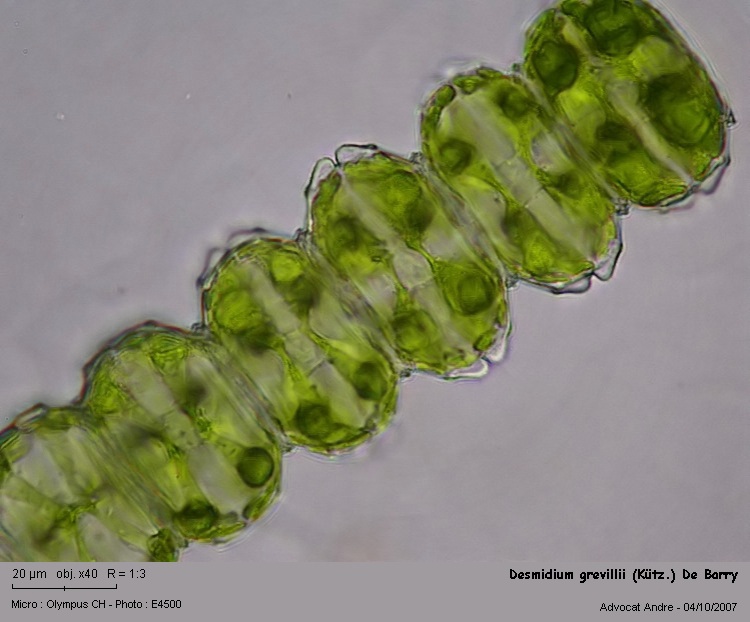 Desmidium grevilleii (Kütz.) De Barry #216