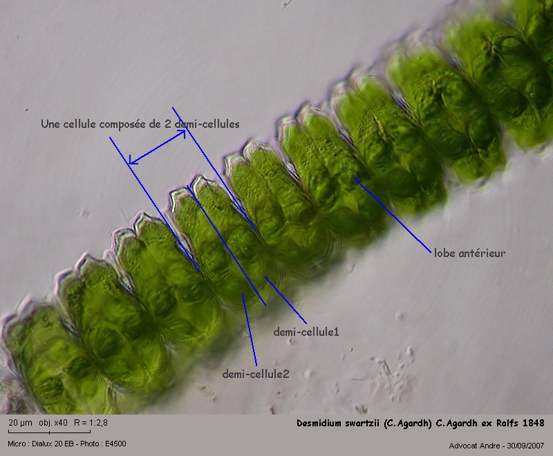 Desmidium swartzii (C.Agardh) C.Agardh ex Ralfs 1848 #158