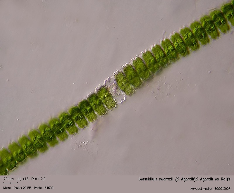 Desmidium swartzii (C.Agardh) C.Agardh ex Ralfs 1848 #157