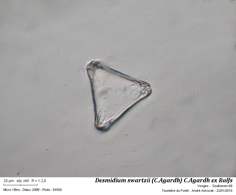 Desmidium swartzii (C.Agardh) C.Agardh ex Ralfs 1848 #53349