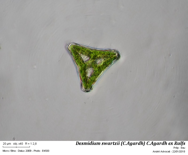 Desmidium swartzii (C.Agardh) C.Agardh ex Ralfs 1848 #53350