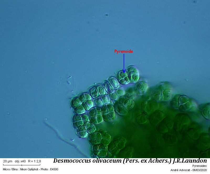 Desmococcus olivaceum (Pers. ex Achers.) J.R.Laundon #62378