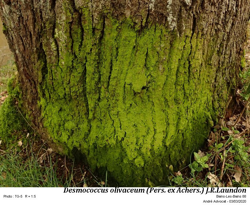 Desmococcus olivaceum (Pers. ex Achers.) J.R.Laundon #62374