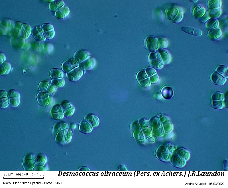 Desmococcus olivaceum (Pers. ex Achers.) J.R.Laundon #62377