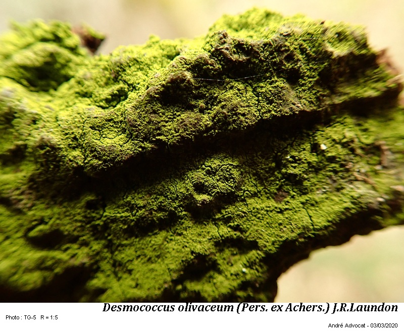 Desmococcus olivaceum (Pers. ex Achers.) J.R.Laundon #62375