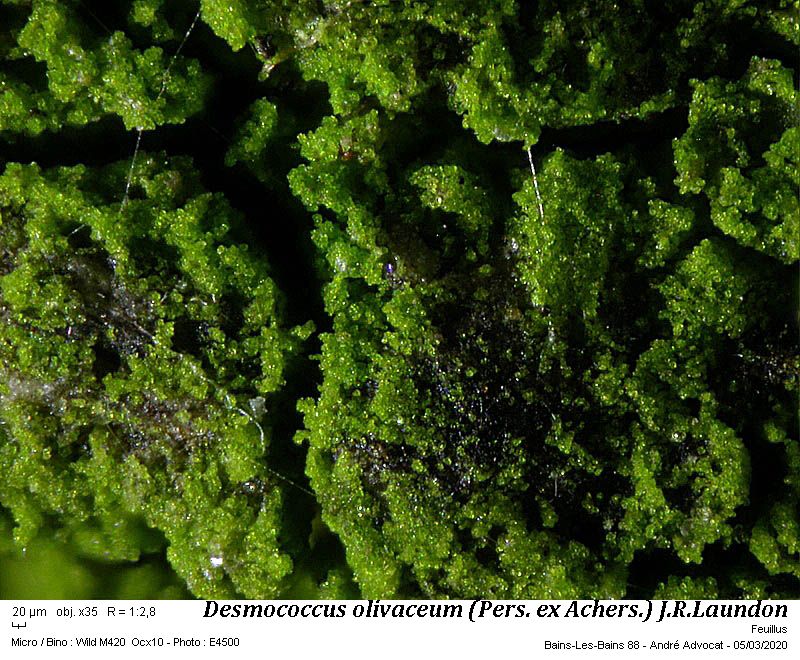 Desmococcus olivaceum (Pers. ex Achers.) J.R.Laundon #62376