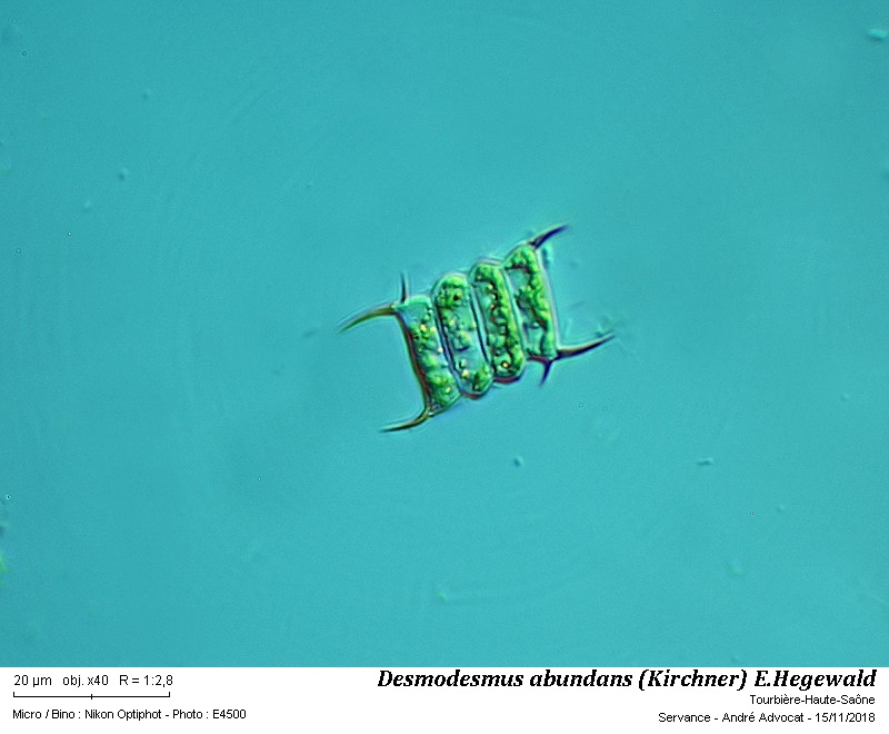 Desmodesmus abundans (Kirchner) E.Hegewald #56911