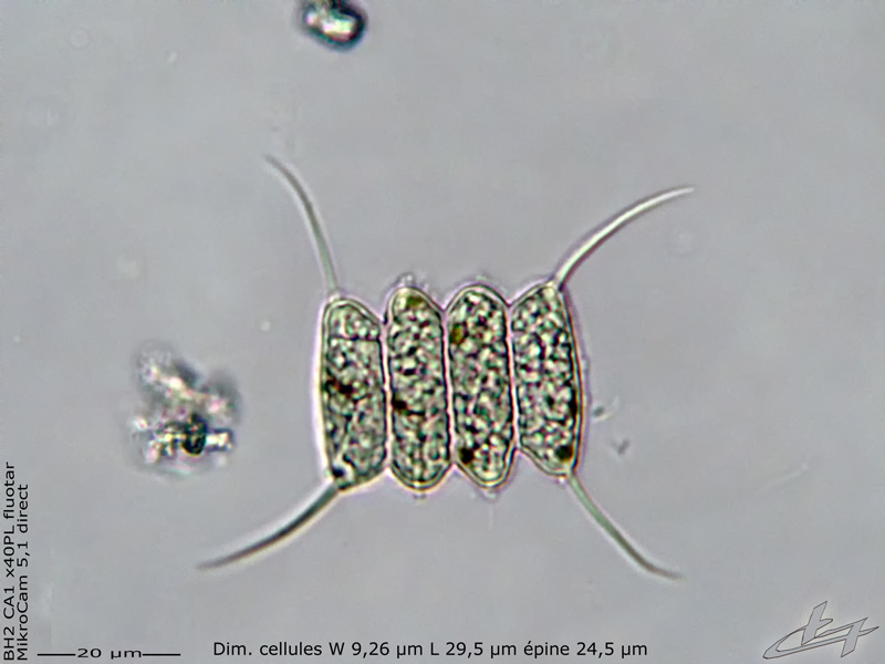 Desmodesmus armatus (Chodat) E. Hegewald 2000 #77919