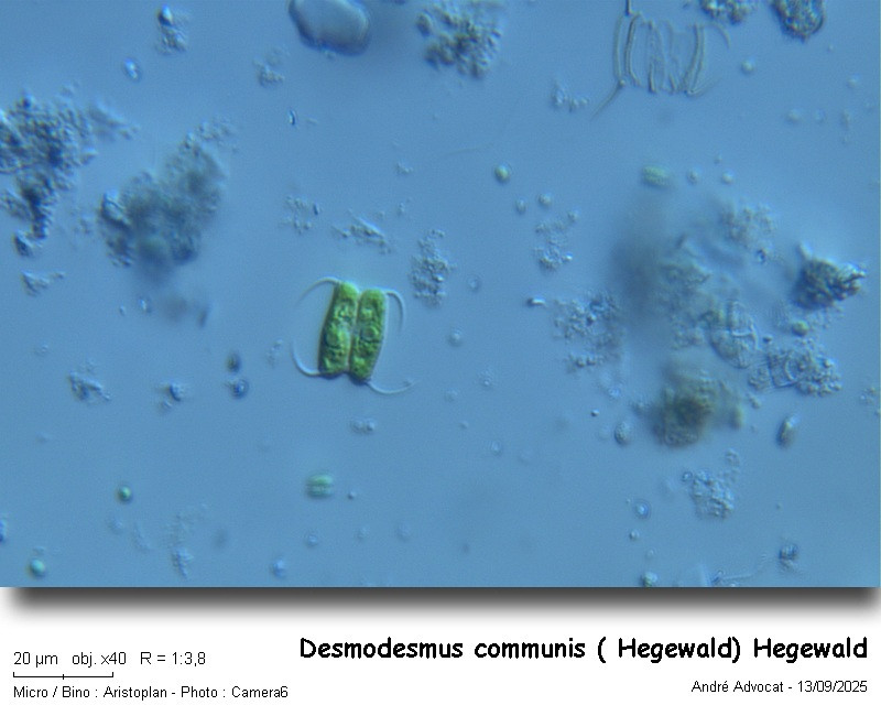 Desmodesmus communis (E. Hegewald) E. Hegewald #83640