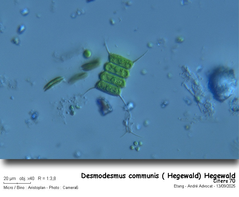 Desmodesmus communis (E. Hegewald) E. Hegewald #83638