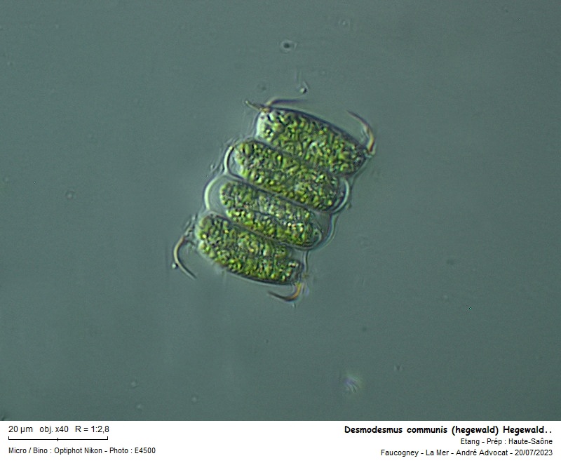 Desmodesmus communis (E. Hegewald) E. Hegewald #77449