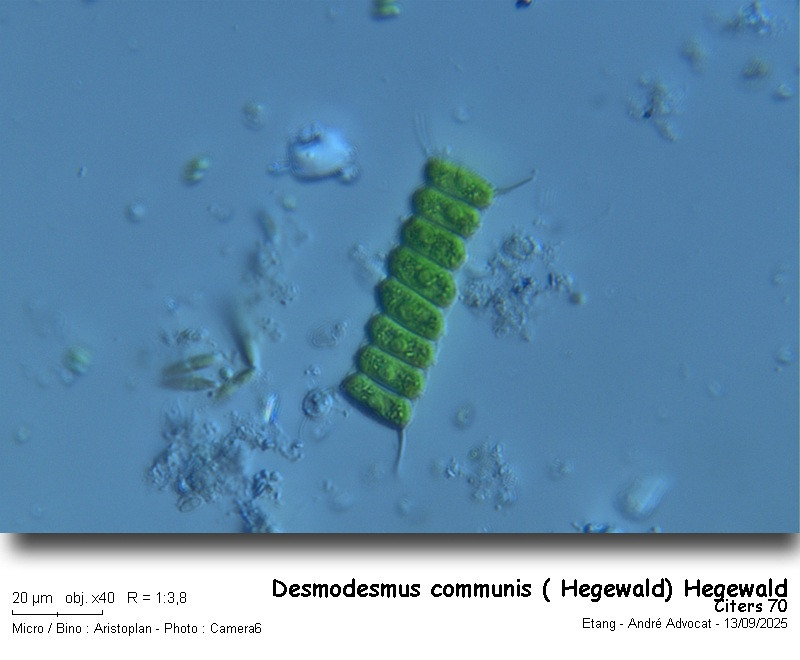 Desmodesmus communis (E. Hegewald) E. Hegewald #83639