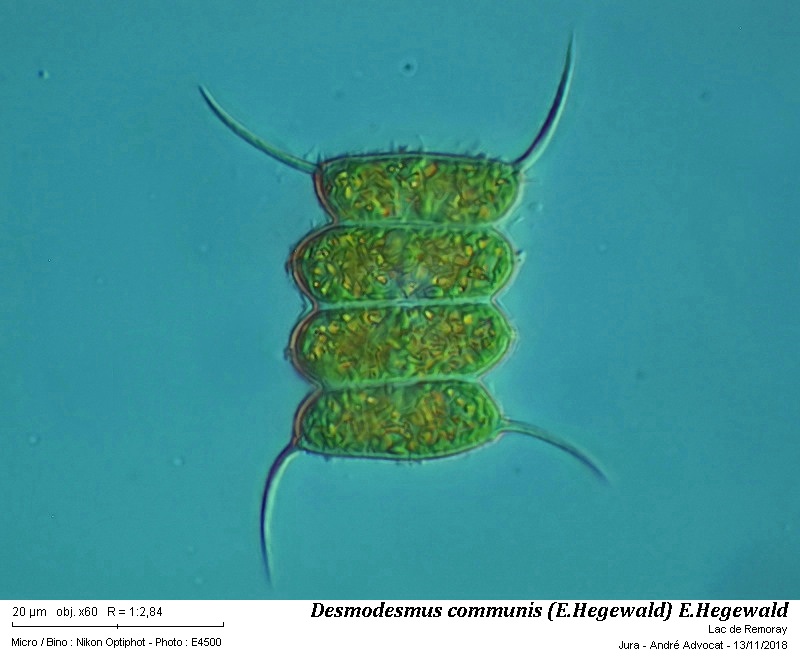 Desmodesmus communis (E. Hegewald) E. Hegewald #56912