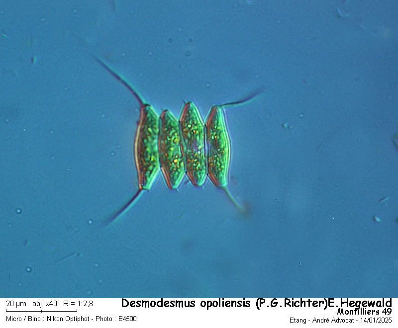 Desmodesmus opoliensis (P.G.Richert)E.Hegewald #81201