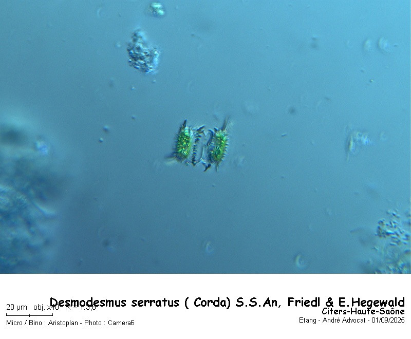 Desmodesmus serratus (Corda) S.S.An, Friedl & E.Hegewald #83550