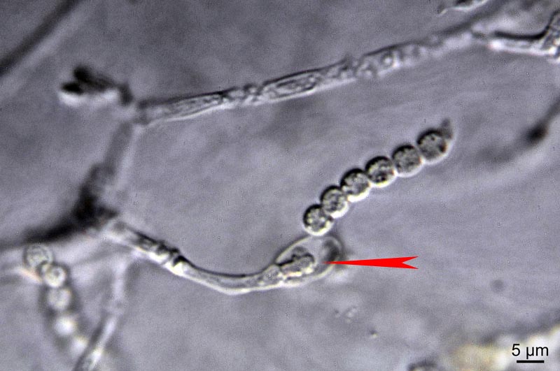Desmonostoc muscorum (C. Agardh ex Bornet & Flahaut) #34459