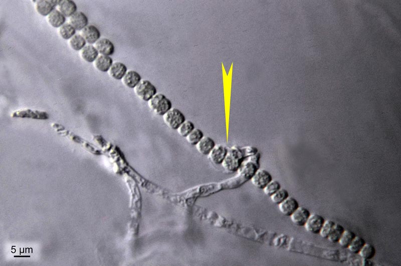 Desmonostoc muscorum (C. Agardh ex Bornet & Flahaut) #34460
