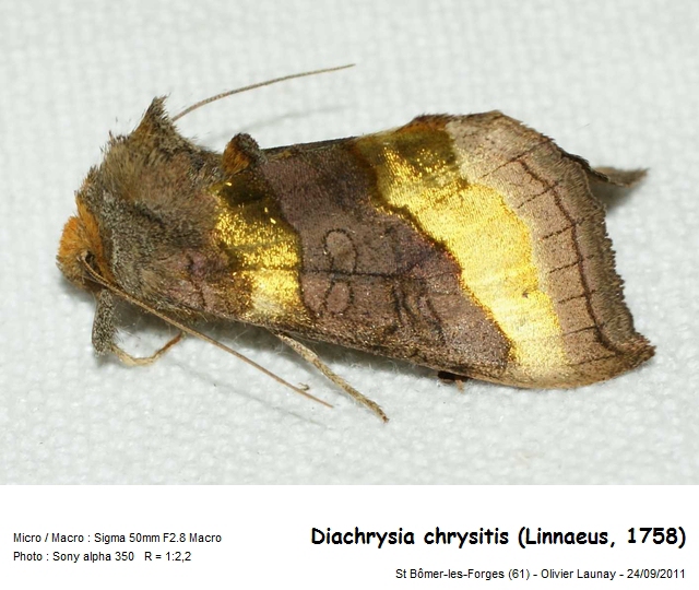 Diachrysia chrysitis (Linnaeus, 1758) - Le Vert-doré #43817