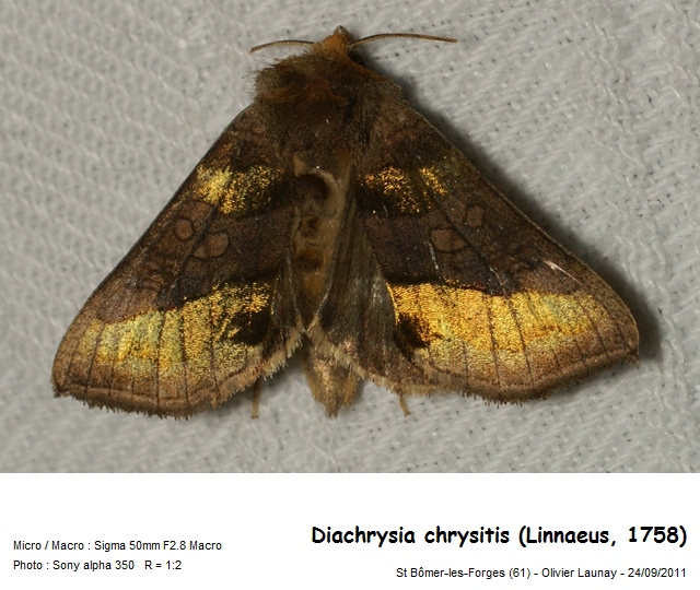 Diachrysia chrysitis (Linnaeus, 1758) - Le Vert-doré #43818