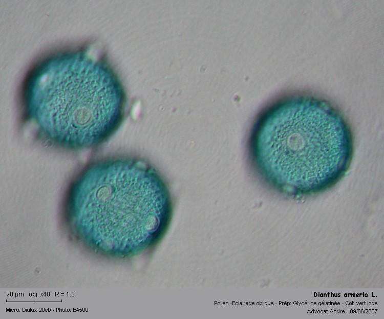 Dianthus armeria L. #2137