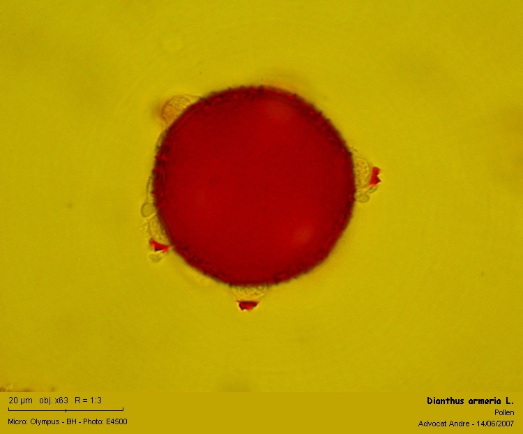 Dianthus armeria L. #2139