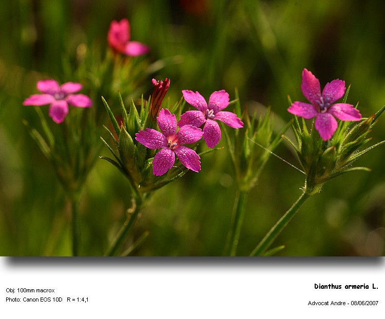 Dianthus armeria L. #2136