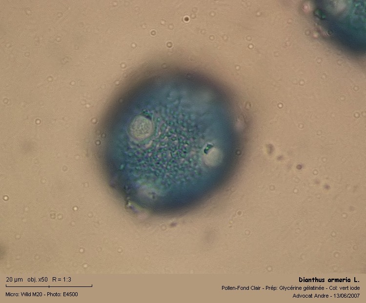 Dianthus armeria L. #2138