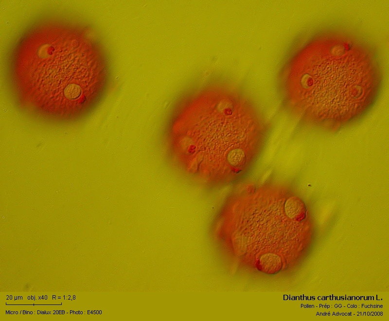 Dianthus carthusianorum L. (Pollen Oeillet des Chartreux) #6226
