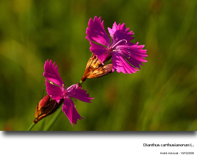 Dianthus carthusianorum L. (Pollen Oeillet des Chartreux) #6225