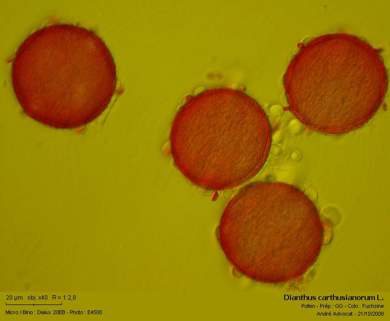 Dianthus carthusianorum L. (Pollen Oeillet des Chartreux) #6227