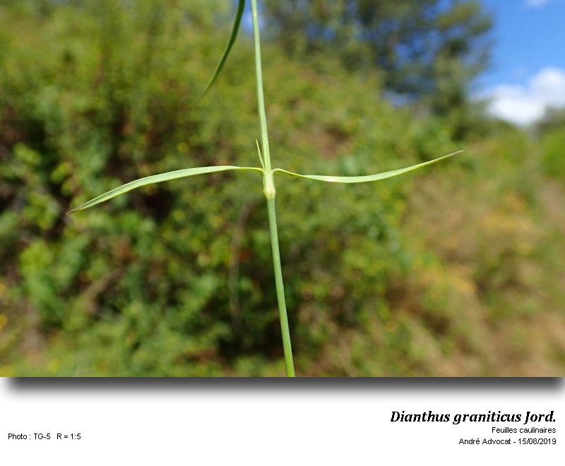 Dianthus graniticus Jord. #61087