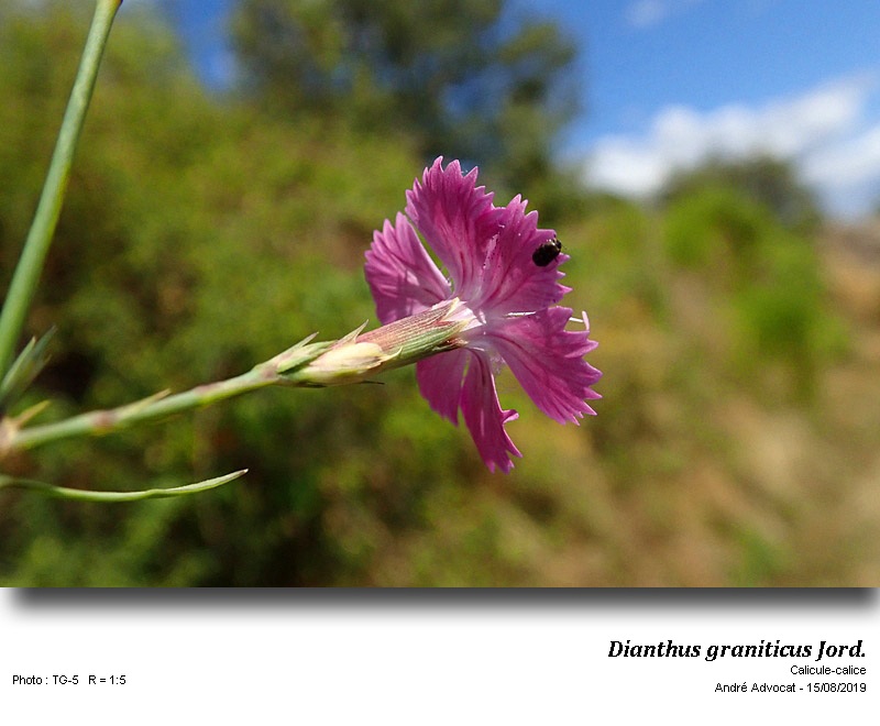 Dianthus graniticus Jord. #61086