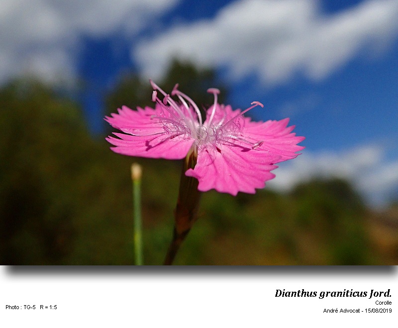 Dianthus graniticus Jord. #61085